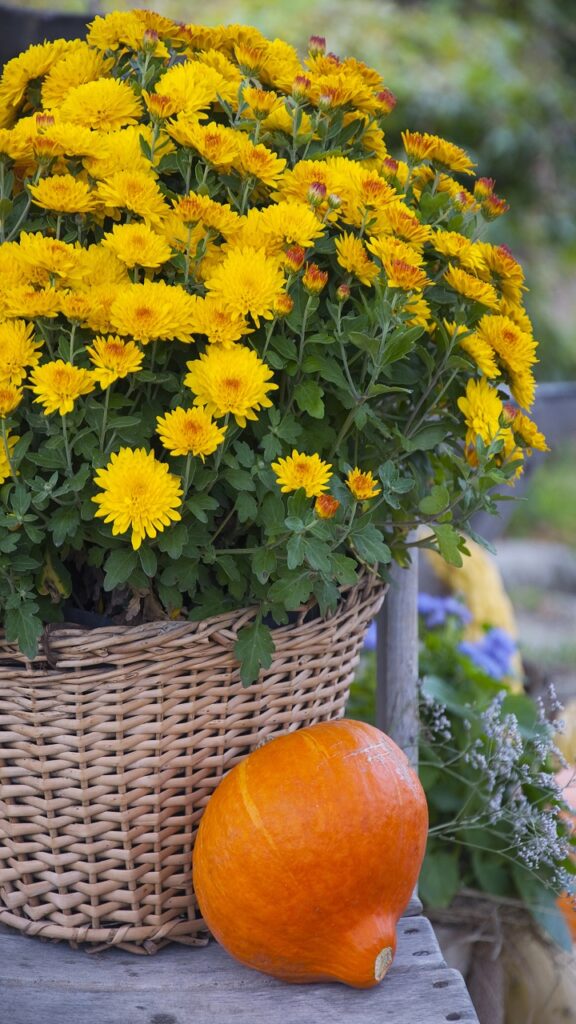 Mum-and-Pumpkin Planter Combos That Look Absolutely Designer