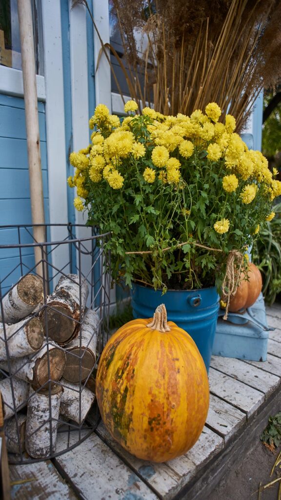 Pumpkins and Gourds Are Your Pet-Safe Best Friends