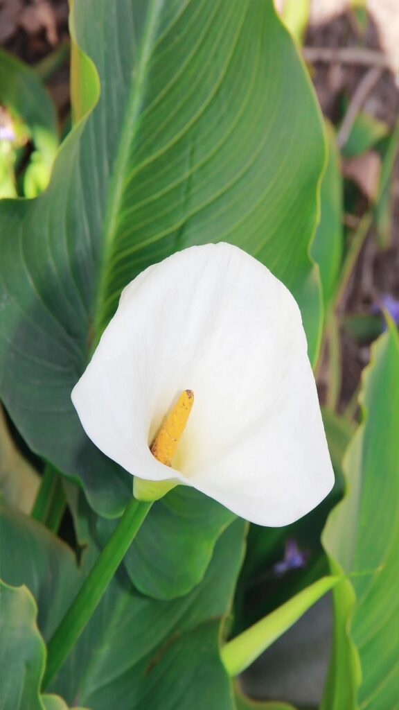 Cool-Season Plants Are the Secret to a Planter That Gets Better in October