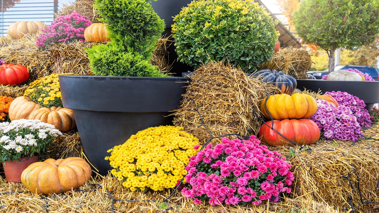 Mums, Pumpkins & Hay Bales: The Classic Fall Porch Trio, Done Right