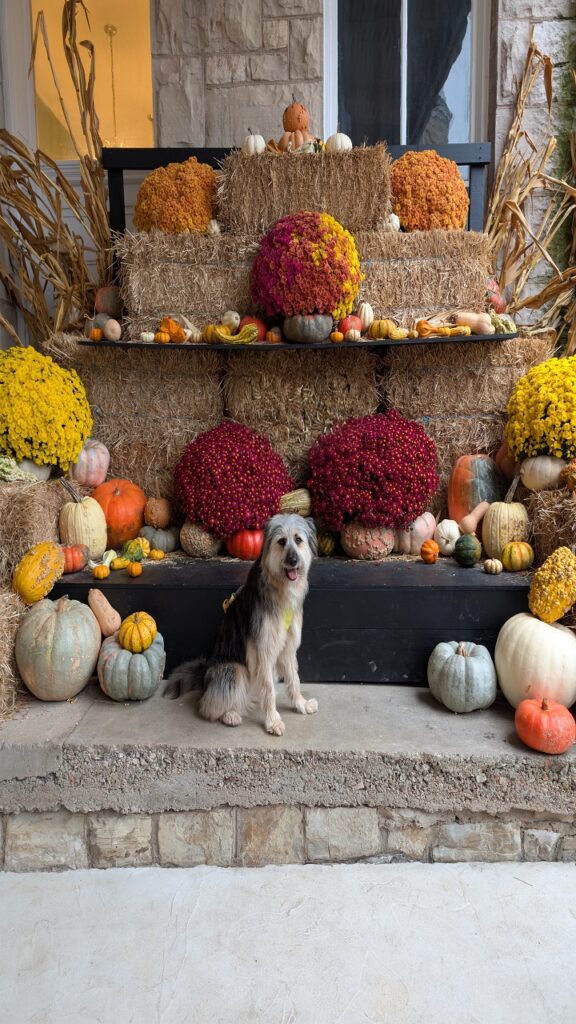 How to Arrange Hay Bales and Pumpkins So It Looks Intentional
